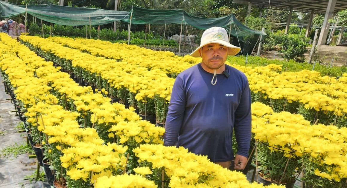 Chuyện đời Anh VÕ HOÀNG GIANG: TỪ trồng cúc Hà Lan khởi nghiệp đến cảnh vườn hoa TẾT rực vàng sớm, xin cộng đồng giải cứu!