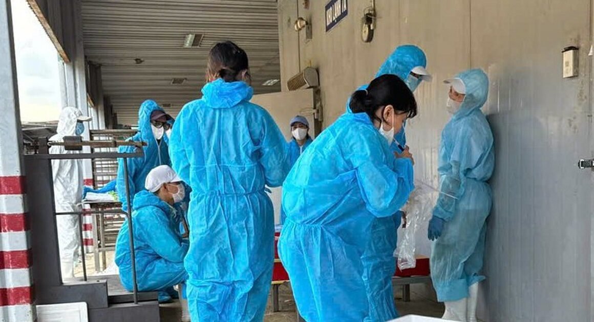 HÀNG TRĂM TẤN THỊT VÀ SẢN PHẨM BỊ PHÂN HỦY VÌ DƯƠNG TÍNH VIRUS DỊCH TẢ HEO CHÂU PHI, GÂY LO NGẠI VỀ AN TOÀN THỰC PHẨM TẠI CÔNG TY CP ĐỒ HỘP HẠ LONG