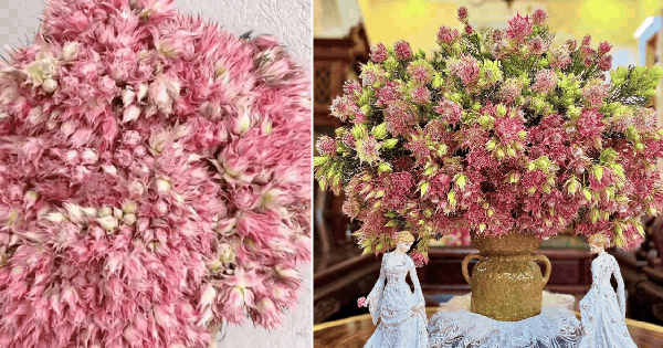 một loài HOA kỳ diệu, nếu chăm sóc đúng cách, có thể tỏa sắc rực rỡ suốt cả tháng dài