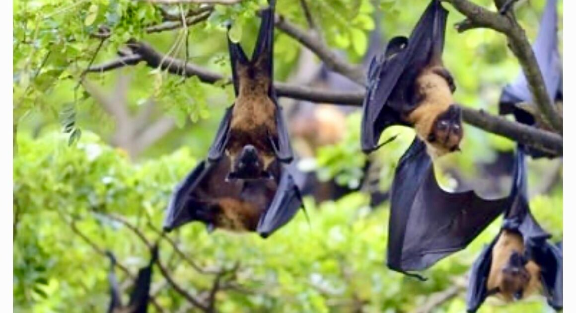 VIỆT NAM CHƯA GHI NHẬN CA NHIỄM VIRUS NIPAH, NHƯNG CÓ THỂ XUẤT HIỆN BỆNH XÂM NHẬP TỪ ĐẤU TRƯỜNG QUỐC TẾ?