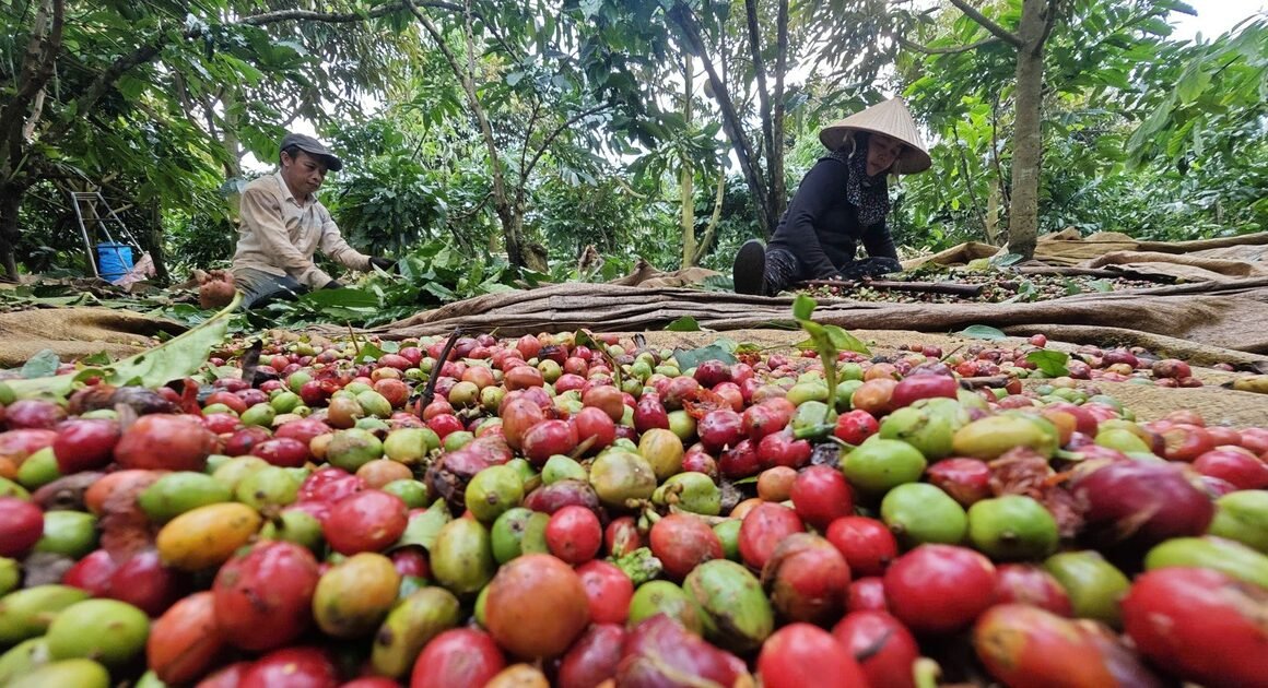 Ngành nông nghiệp 2025 đối mặt thử thách khắc nghiệt nhưng vẫn vươn lên mạnh mẽ, liệu năm 2026 có tiếp tục bứt phá?