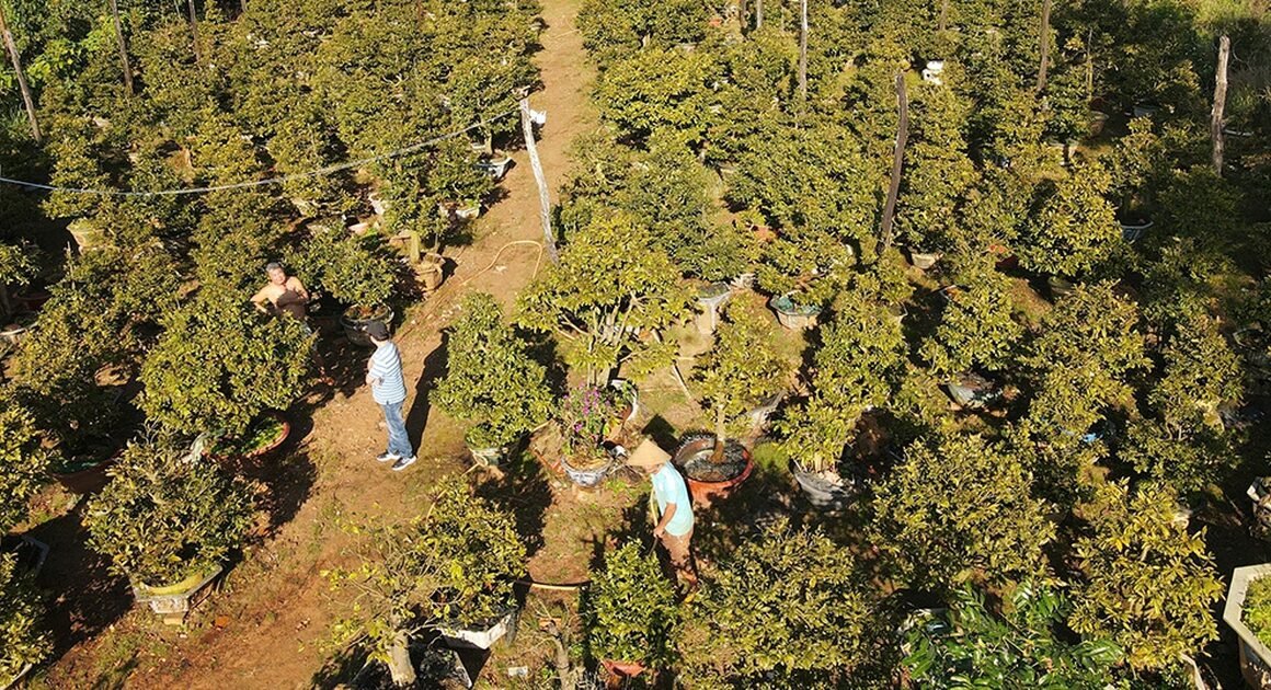 MAI TẾT TRƯỜNG NGHỊCH: LO NGẠI SƯƠNG MUỐI VÀ THIÊN NHIÊN KHẮC NGHIỆT CHẠY THEO TỪN GIA LAI