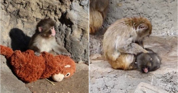 CHÚ KHỈ GÂY BÃO CỘNG ĐỒNG, GÂY THẮC MẮC VÀ GÂY THƯƠNG YÊU TRONG MẮT MỌI NGƯỜI