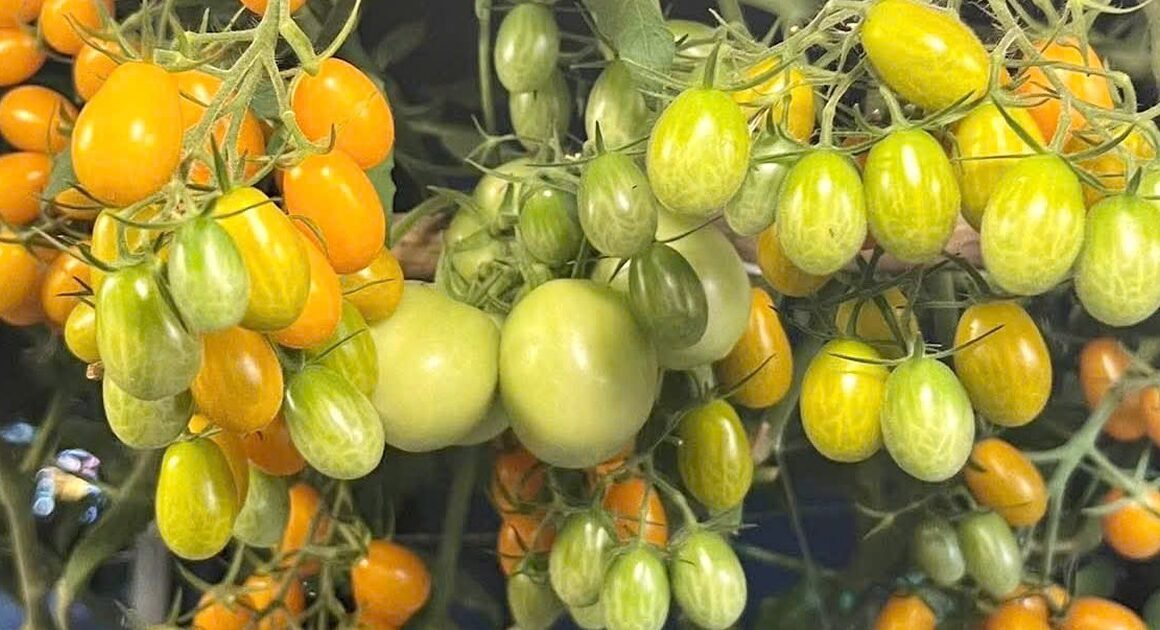 1. KHÔNG GIAN TƯỜNG CHỈ ĐỂ PHƠI QUẦN ÁO TRỞ THÀNH VƯỜN MINI XANH MƯỚT VÀ TRÁI NGỌT ĐƠN GIẢN!  
2. TỪ NỘI THẤT NHỎ GỌN ĐẾN VƯỜN RAU TRÁI NGẬP TRÀN NHU CẦU SỐNG!  
3. BƯỚC CHÂN VÀO KHU VƯỜN MINI ĐƯỢC BIẾN HÓA TỪ TƯỜNG TRẦN CHẬM MƠ!  
4. MỘT KHU VƯỜN NHỎ GIÚP ĐẢM BẢO THỰC PHẨM HÀNG NGÀY TRÊN CHIẾC SÂN THƯỢNG!  
5. CẢ GIAN NHÀ TRỞ THÀNH VƯỜN RAU TRÁI VỚI ĐỦ LOẠI CHO MỘT CUỘC SỐNG XANH MÃNH!