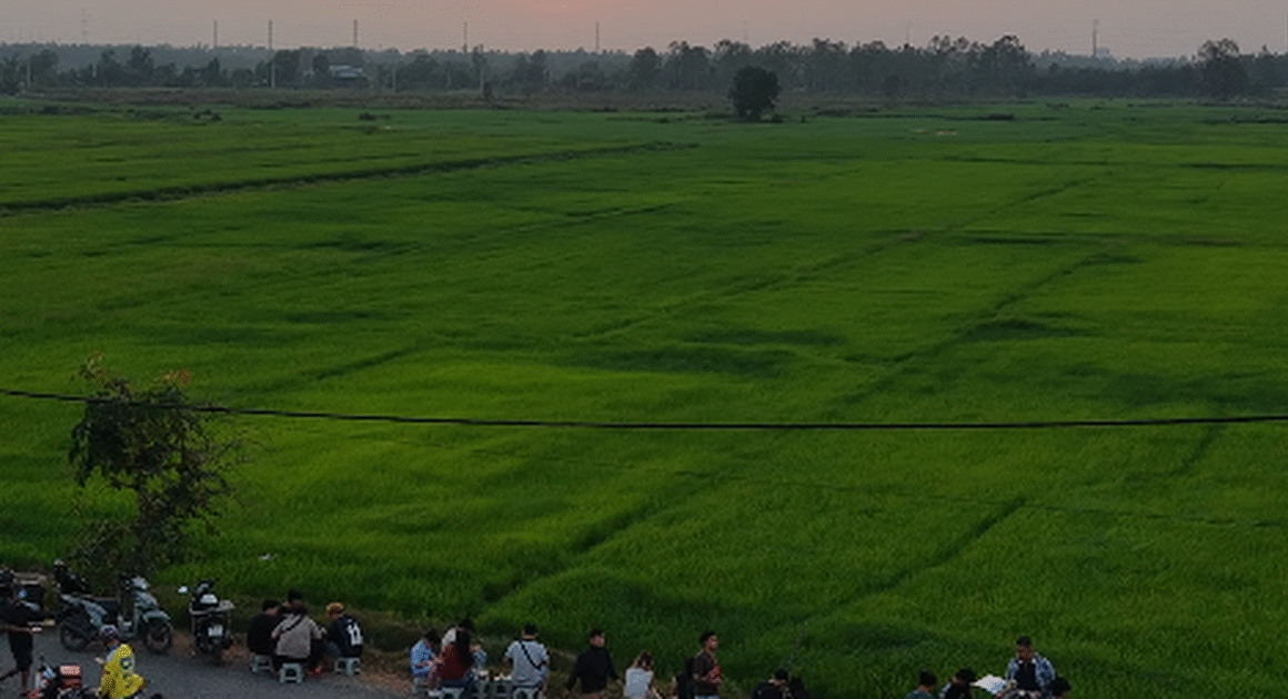 KHÁM PHÁ CÁNH ĐỒNG LÚA Ở TP.HCM BẠN ĐÃ BIẾT CHƯA?