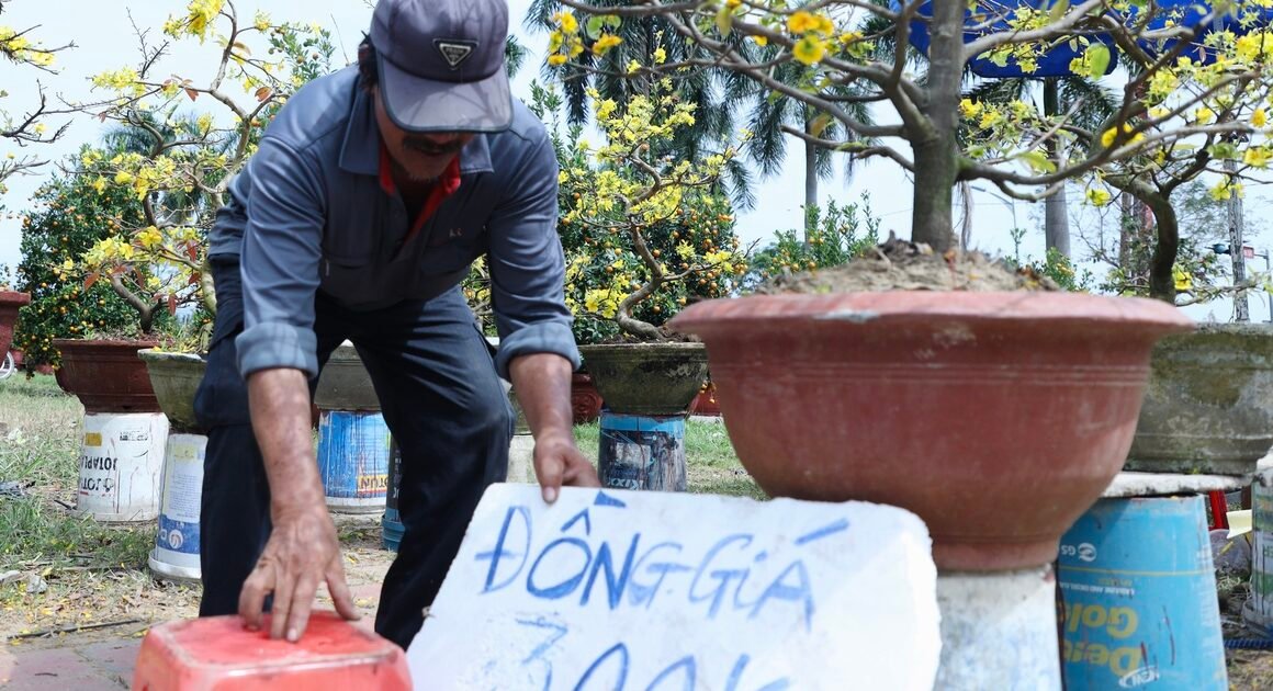 CHỢ HOA TẾT Ở ĐÀ NẴNG ‘Ế ẨM’ NGAY GẦN GIAO THỪA, TIỂU THƯƠNG CHIẾT TRẢ HÀNG NHIỀU ĐỂ TRÁI NGOẠI HẠN