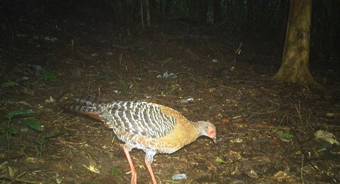 BÀN CẢNH HỨNG HỦNG: HỆ SINH THÁI KHU DI SẢN MỸ SƠN BÙNG NỔ VỚI LOÀI ĐỘNG VẬT QUÝ HIẾM TRỞ LẠI!