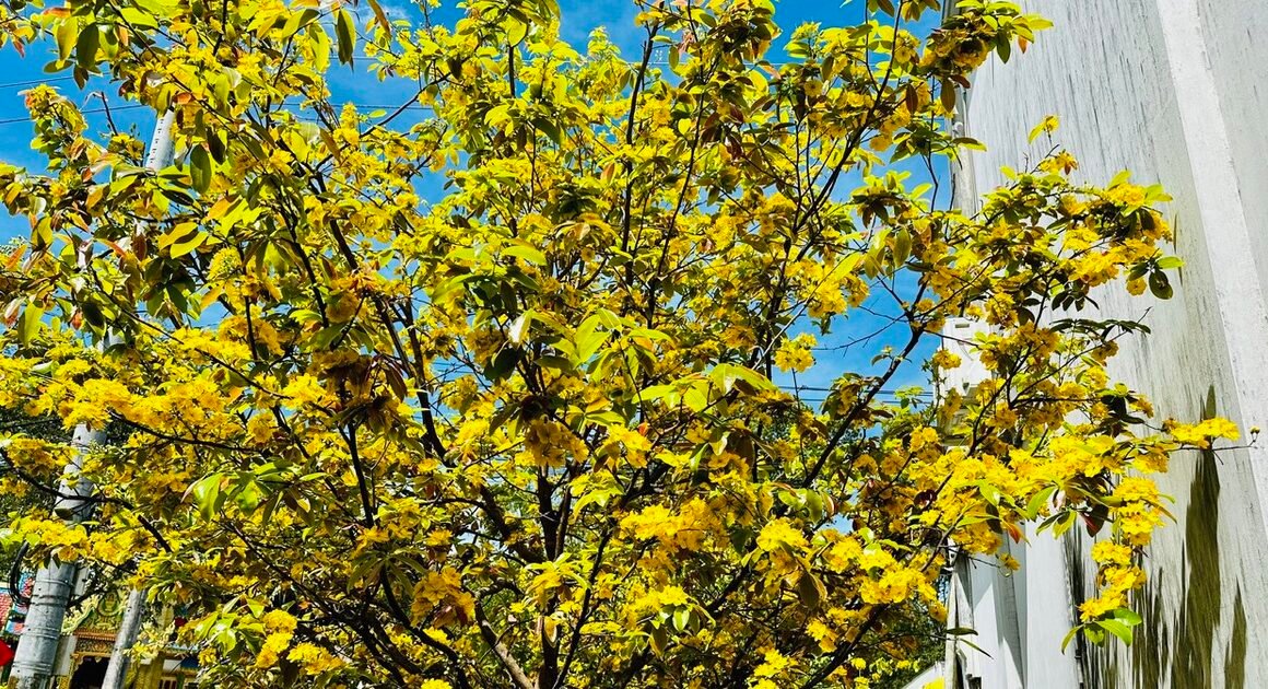 NẮNG NÓNG XUẤT HIỆN BẤT NGỜ, TRIỀU CƯỜNG CÓ THỂ VƯỢT MỨC BÁO ĐỘNG 3 TẠI TP.HCM!