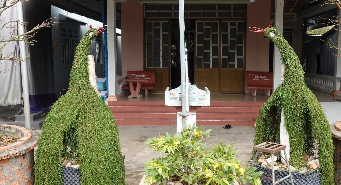 KHÁM PHÁ SỰ KHOA ĐẦU TƯ VÀ SÁNG TẠO CỦA LÃO NÔNG BIẾT BIẾT NÀY TRONG VIỆC BIẾN CÂY THUỐC NAM THÀNH TÁC PHẨM KIỂNG THÚ ĐỘC ĐÁO