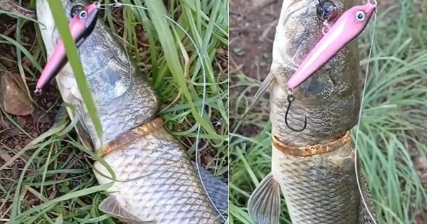 KHÁM PHÁ CON CÁ KỲ LẠ VỚI CHIẾC VÒNG VÀNG ĐỘC ĐÁO TRÊN CƠ THỂ!