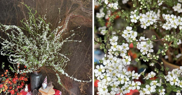 KHÁM PHÁ BÍ MẬT ĐỂ BÌNH TUYẾT MAI NỞ ĐẸP NHƯ MƠ TRONG MÙA TẾT!