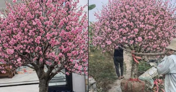 bật mí bí quyết chọn quà tết xịn, ai cũng cần biết!