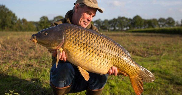 TẠI SAO CÁ CHÉP LẠI BỊ GHÉT BỎ Ở MỸ DÙ LÀ MÓN ĂN TRUYỀN THỐNG TẠI NHIỀU NƯỚC CHÂU Á?