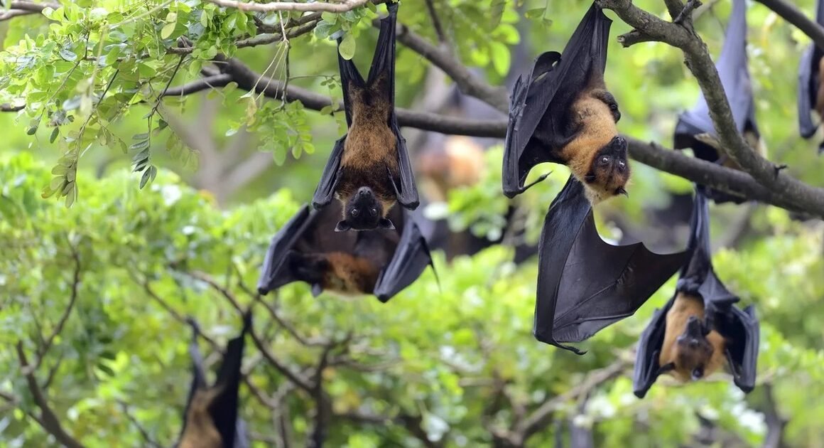 VIRUS NIPAH CÓ THỂ NGỤY TRANG TRONG GIAI ĐOẠN SỚM, ĐIỀU GÂY NGUY HIỂM RA SAO?