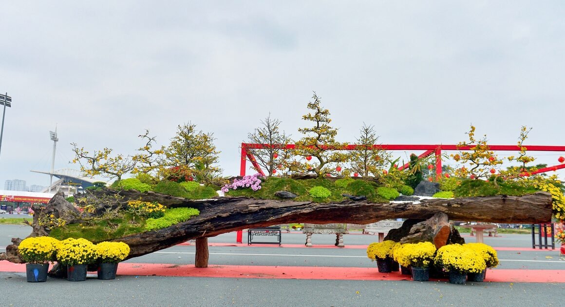 KHÁM PHÁ BỨC TRANH TỰ NHIÊN ĐỘC ĐẠO VỚI 19 CÂY MAI VÀO LÒNG GỖ KHỔNG LỒ GIỮA THỦ ĐÔ!