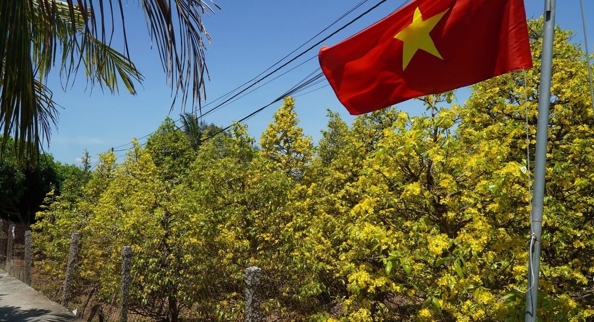 Bí quyết “kỹ thuật riêng” giúp hoa mai vàng Phước Định nở đúng ngày Tết khiến nhiều người phải bất ngờ