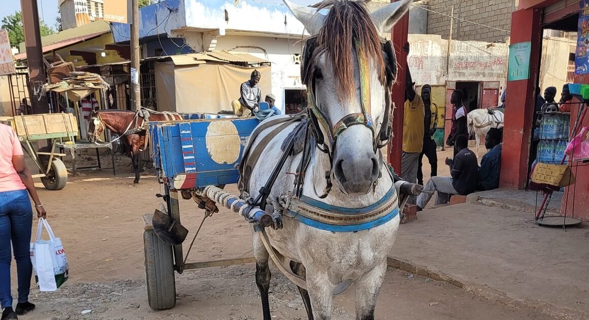 KHÁM PHÁ HÀNH TRÌNH NỮ DÂU VIỆT TẠI SENEGAL VÀ ĐAM MÊ NẤU MÓN VIỆT GIỮA XỨ SỞ KHÁC- BIỆT