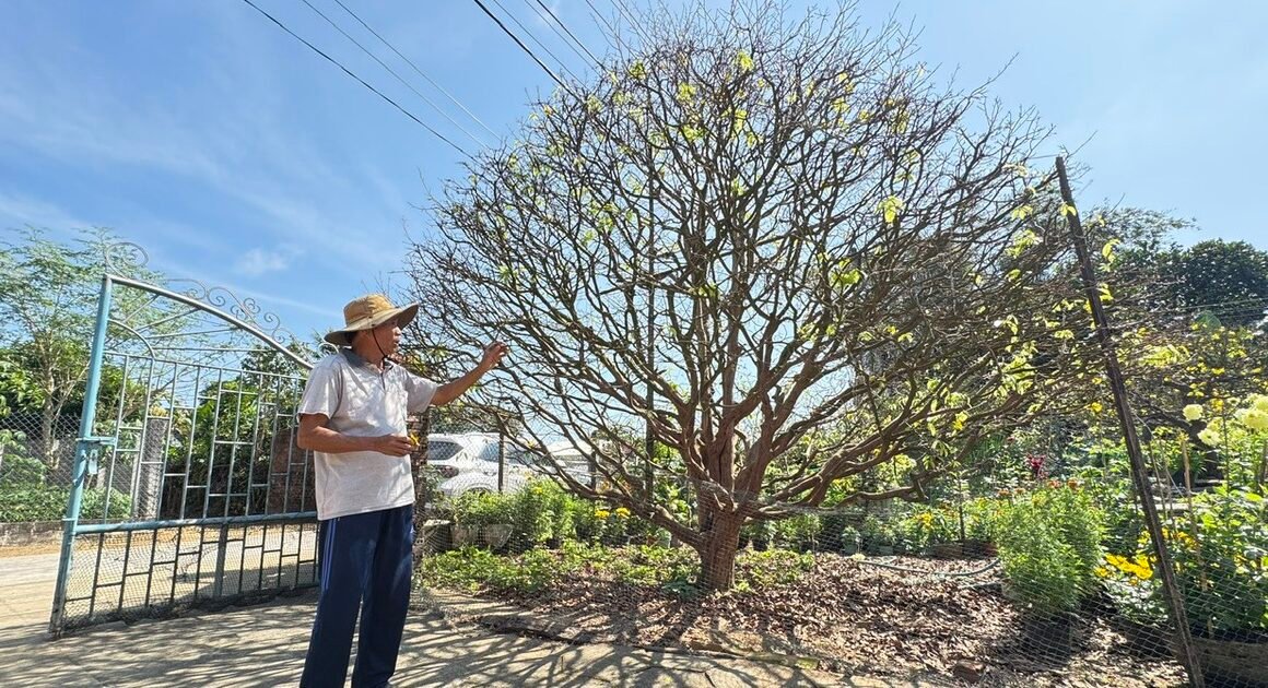 BÁN CÂY MAI VÀNG HƠN 70 NĂM TUỔI CHƠI CHỌN “ĐỘC NHẤT VÙNG” VỚI GIÁ 3,5 TỈ ĐỒNG!