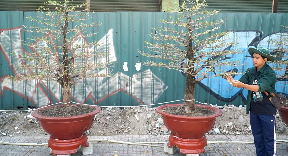 MAI TẾT THỦ ĐỨC KHOE SẮC TRÊN TUYẾN ĐƯỜNG PHẠM VĂN ĐỒNG, AI CŨNG MUỐN NGẮM NHÌN!