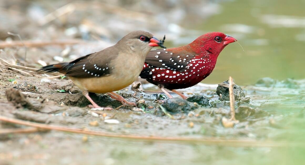 KHÁM PHÁ VÙNG ĐẤT HÙNG VĨ ĐẦY HỨA HẸN CHO NHỮNG CHIẾC CHIM DI CƯ MỸ VÀ ĐỊA ĐIỂM LÝ TƯỞNG CHO CUỘC SỐNG YÊN BÌNH TRÊN BÊN BỜ SÔNG HỒNG