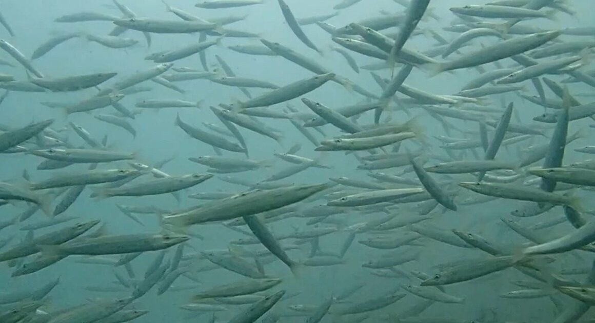 KHÁM PHÁ CHIẾN LƯỢC MỚI GIÚP NGƯ DÂN CÀ MAU BẢO VỆ BIỂN VÀ SINH KẾ BỀN VỮNG!