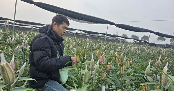 Chưa đến Tết Nguyên đán Bính Ngọ 2026, những bí quyết nào giúp hoa nở đúng dịp để tỏa sắc đón xuân?