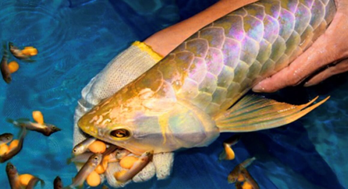 CẢNH BÁO: MỘT SỐ NGƯỜI ĂN TRỨNG CÁ RỒNG CÓ TRIỆU CHỨNG NẶNG, CẦN TRUYỀN DỊCH ĐỂ ỔN ĐỊNH SỨC KHỎE!