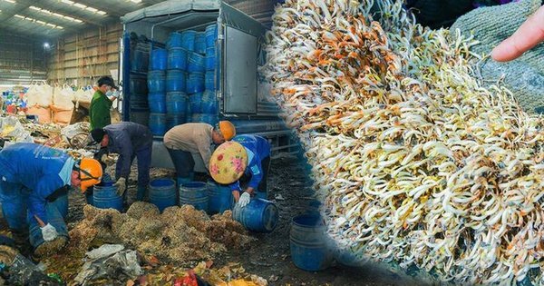 KHỐN KHỐN: GIÁ ĐỖ NGÂM HÓA CHẤT 1 THÁNG VẪN “TƯƠI RÕI” SAU KHI BỊ TIÊU HỦY!