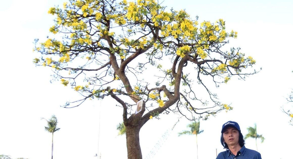 **ChỢ MAI CỔ THỤ NÂNG TẦM TURLÀNH ĐẾN  NỬA TỶ ĐỒNG – KHÁM PHÁ SỰ HÀO HỨNG ĐẦU NĂM MỚI**