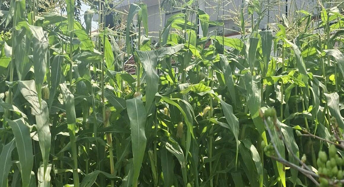 Khám phá sự bất ngờ của thị trường HOA TẾT khi cây BẮP trồng chậu trở thành xu hướng mới không thể bỏ lỡ!