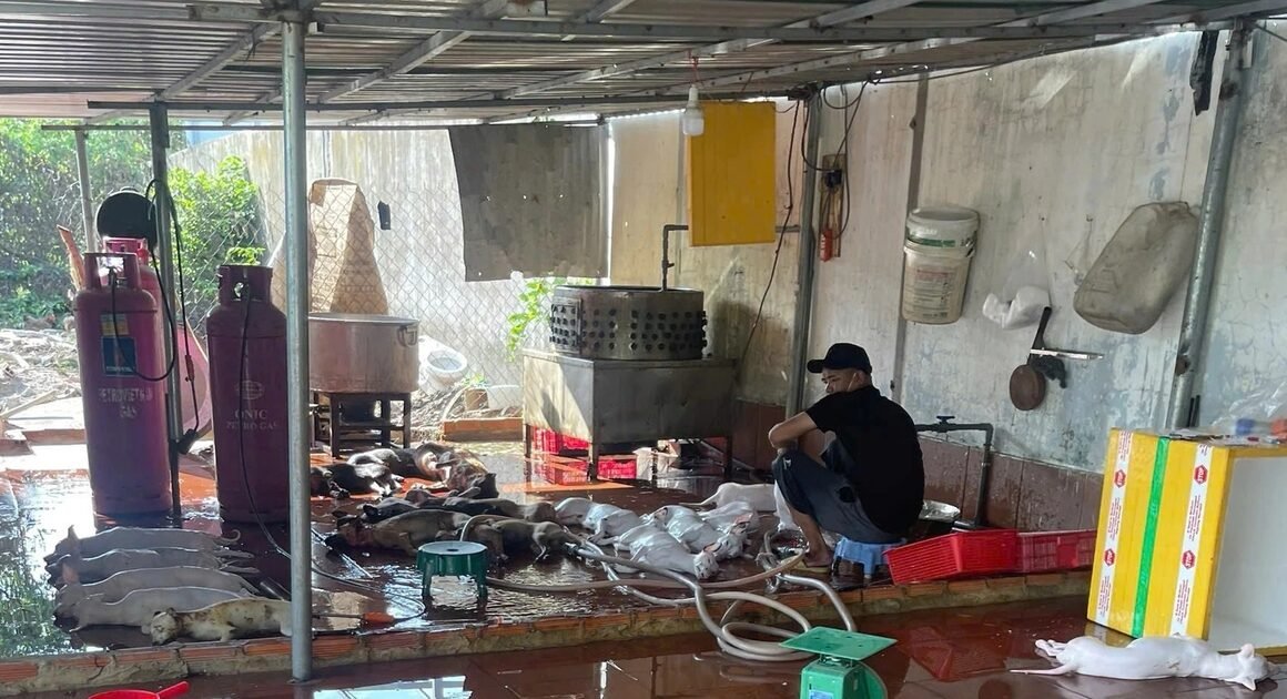 SỰ KIỆN CHƯA TỐT NỬA: LÒ GIẾT MỔ CHÓ MÈO BỊ PHÁ THÁO GẤP TRƯỚC KHI CẢNH SÁT CẬN ĐƯỜNG!