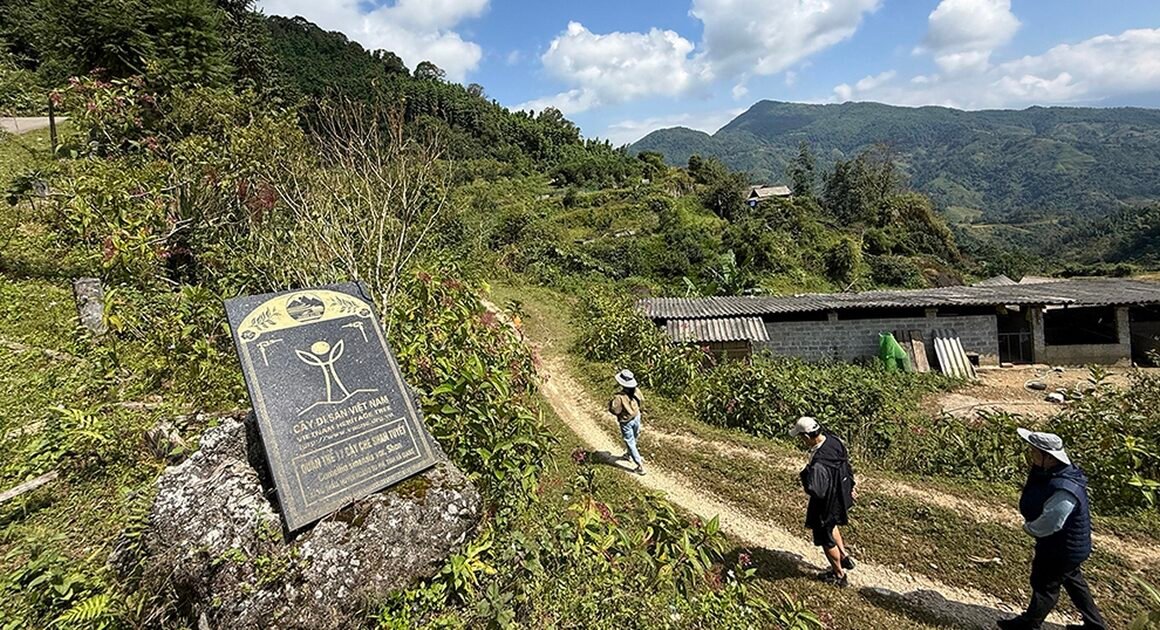 KHÁI QUÁT VÙNG TRÀ ĐỘC ĐÁO ĐANG BỊ NGUY HIỂM BỞI VIỆC BỎ QUÊN VÀ CHIẾM ĐOẠT NGỌT NGÀO CỦA “QUỐC BẢO” NÀY!