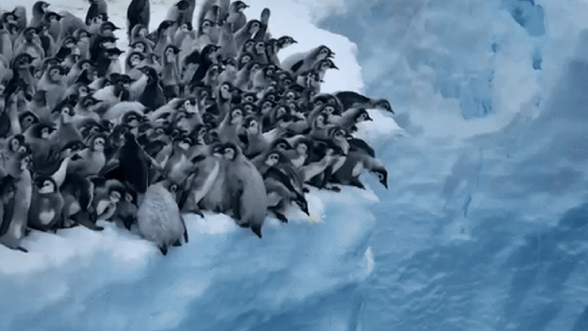 CHUẨN BỊ CHO MỘT HÀNH TRÌNH KỲ DIỆU DƯỚI ĐÁY VỰC BĂNG NAM CỰC!