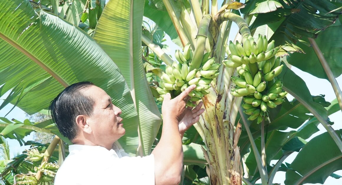 MỘT CÂY CHUỐI KỲ LẠ TRỔ 2 BUỒNG SONG SONG TRÊN MỘT THÂN, HIẾM GẶP ĐẾN MỨC KHÁC THƯỜNG!