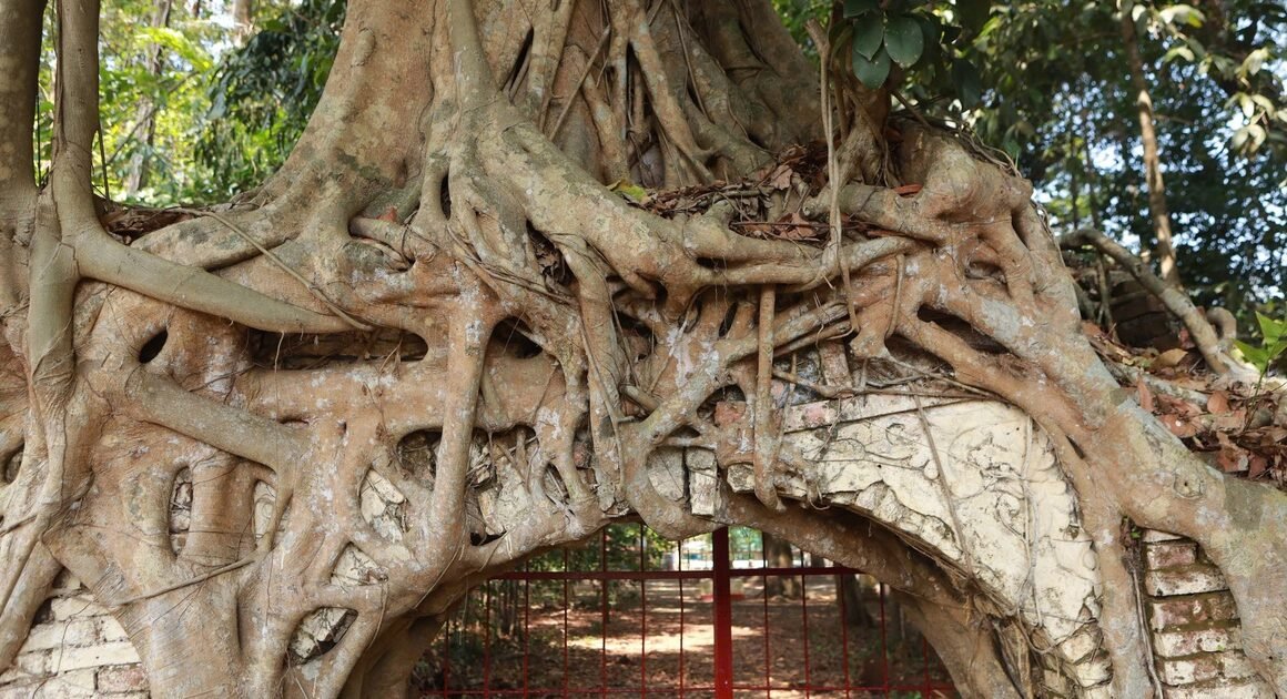 KHÔNG THỂ BỎ LỠ: CÂY ĐA TRĂM TUỔI VỚI BỘ RỄ KÍN CÁCH CỔNG ĐÌNH TÂN AN, TP.HCM, KHOẢNG KHẮC GHI DẤU THỜI GIAN VÀ KÝ ỨC TRƯỚC MẮT BẠN!