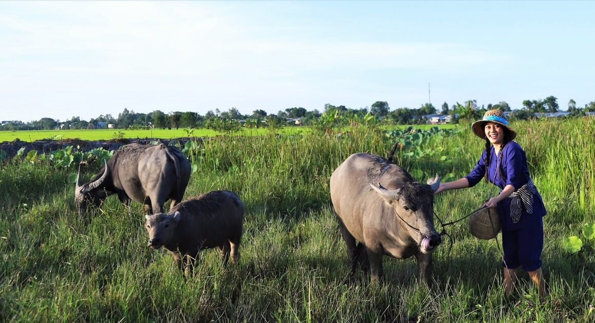 KHÁM PHÁ NÔNG TRẠI NGHỈ DƯỠNG ĐẬM CHÂU NGÕI MIỀN TÂY CỦA HỒ NGỌC TRÂM!