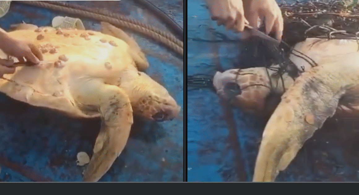 CON RÙA MẮC LƯỚI BỊ CẦU CỨU KHIẾN MẠNG XÔNG ĐƯỜNG DÂY, BẠN ĐÃ XEM CHƯA?