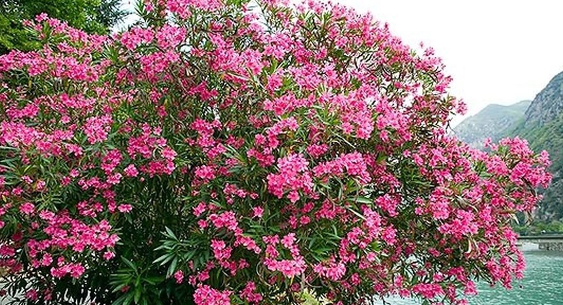 bài học cảnh báo về những loài cây cảnh đẹp nhưng độc hại có thể hiểm họa tới tính mạng con người và vật nuôi