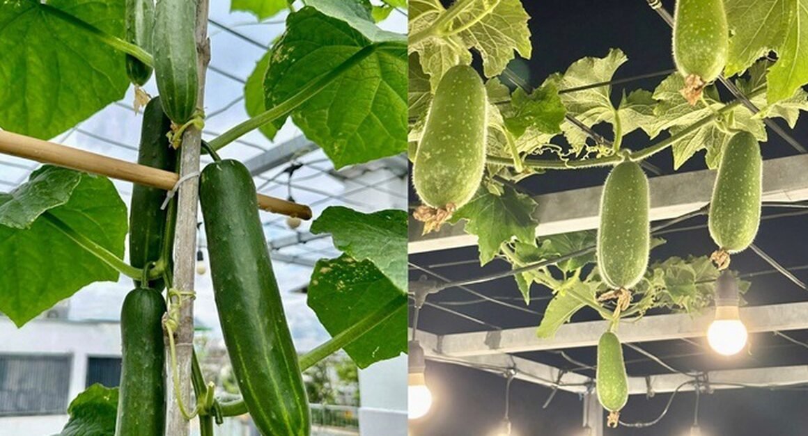 KHÔNG NGỜ CHIẾN THUẬT TỰ CUNG CẤP RAU SẠCH TRÊN SÂN THƯỢNG CHỈ VỚI 40M2 Ở SÀI GÒN!