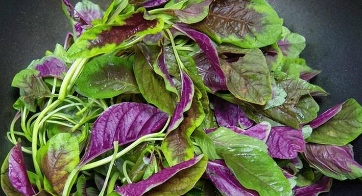 KHÔNG NGỜ NHỮNG LOẠI RAU NÀY VỪA THƠM NGON, VỪA ÍT PHUN THUỐC, GIÁ CHỈ VÀI NGÀN MỖI MỚ!