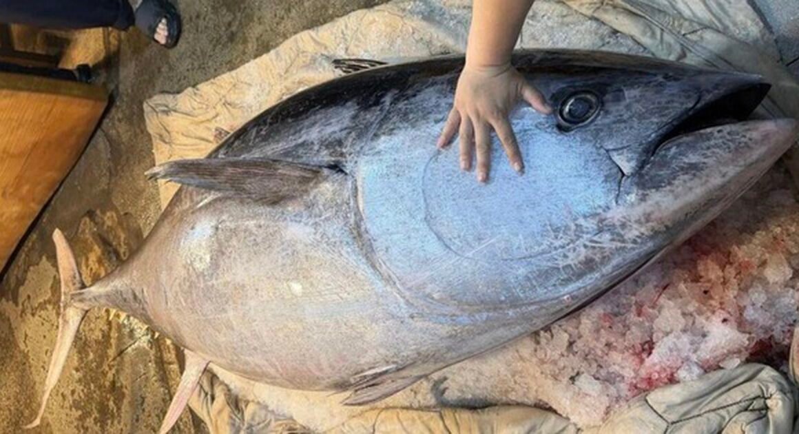 KHOẢNG 5 GIỜ VẬT LỘN TRÊN BIỂN, NHÓM NGƯ DÂN BẮT ĐƯỢC CON CÁ NGỪ VAY XANH HUYỀN THOẠI NẶNG 280 KG!