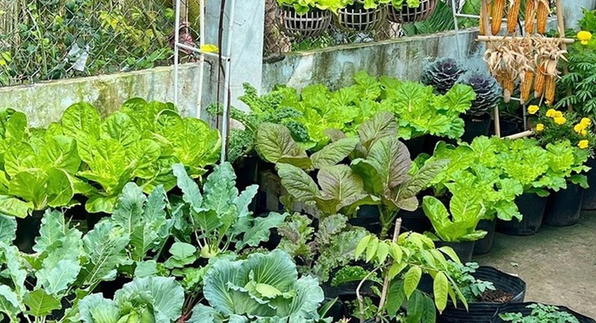 TỪ NGƯỜI “TAY NGANG” ĐẾN NÔNG DÂN, LẠC DƯƠNG THIỆU BIẾN MƠ ƯỚC THÀNH CÓ GÌ KỲ DIỆU TRONG MẢNH ĐẤT NHỎ?