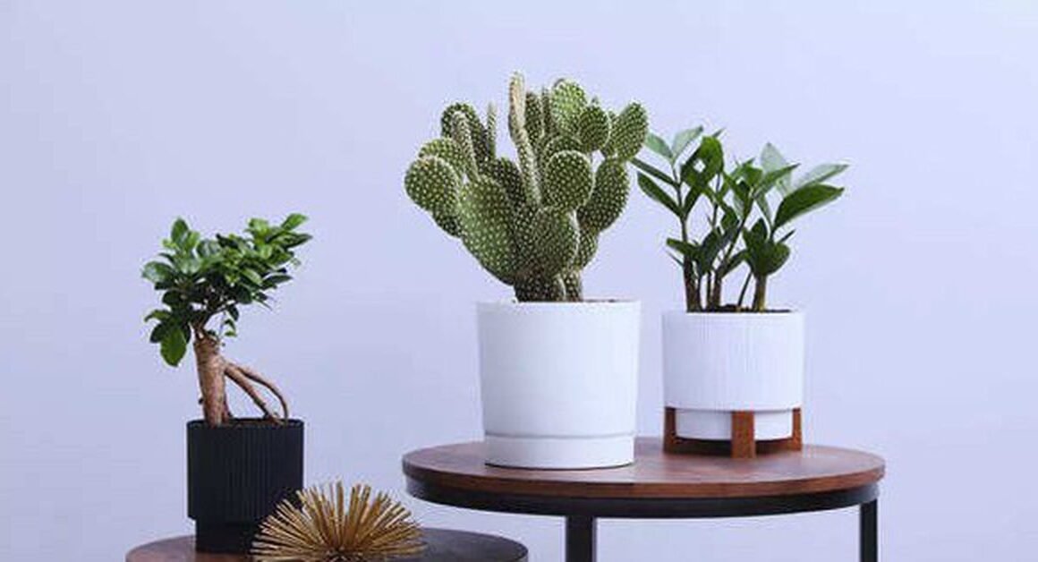 NHỮNG LOẠI CÂY GĂM NGUY CẬY VẬN MAY, BẠN ĐÃ BIẾT CHƯA?