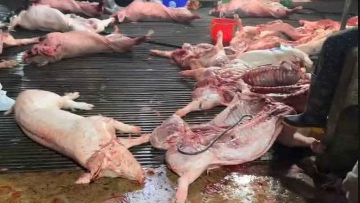 kỳ lạ, gần 300 tấn lợn bệnh đã tiêu thụ kể từ đầu năm 2026!