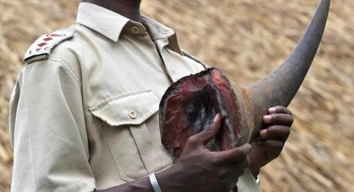 ĐẠI GIA KIM CƯƠNG CHIẾM TỪNG BÓNG TỐI, CHU ĐĂNG KHOA BỊ BẮT GIỮ TẠI NAM PHI!