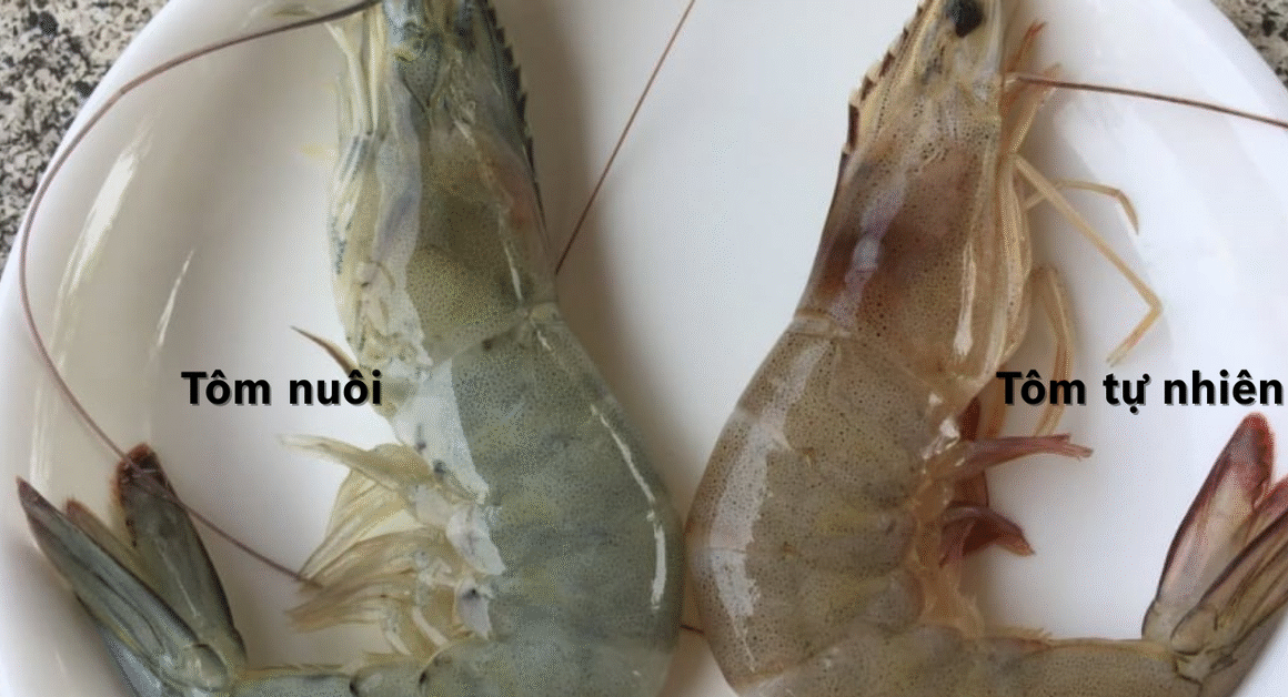 KHÁM PHÁ 6 MẸO ĐƠN GIẢN NHẬN BIẾT TÔM NUÔI VÀ TỰ NHIÊN CHỈ TRONG NHÁY MẮT!