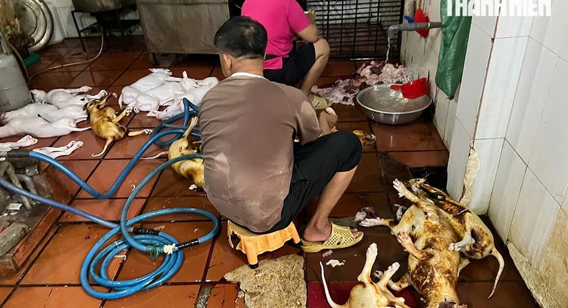 DÙ ĐANG CẤM, NHƯNG NHỮNG LÒ XẺ THỊT CHÓ, MÈO LẬU VẪN HOẠT ĐỘNG RỘNG RÃI TRONG KHU DÂN CƯ!