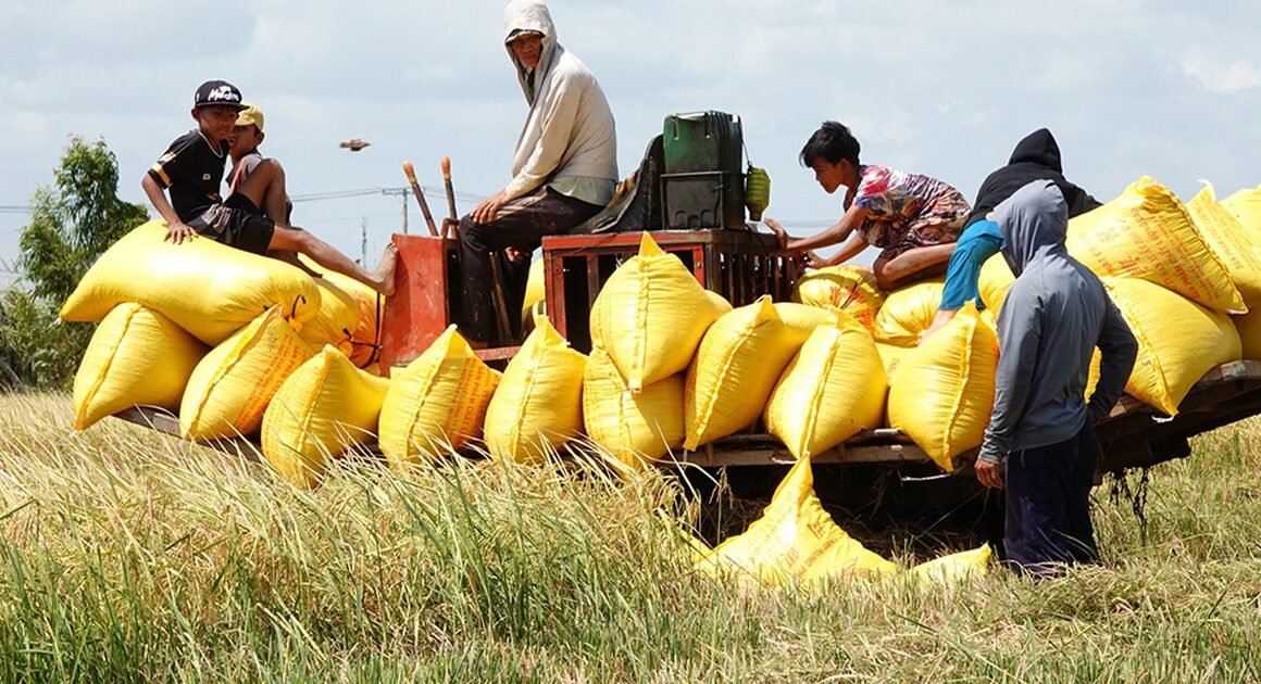 VIỆT NAM ĐẤU CHIẾN CHỐNG ÁP LỰC TỨ PHÍA TRÊN THỊ TRƯỜNG GẠO, ĐÓN ĐỢT VỤ LÚA ĐÔNG XUÂN SẦU ĐẦY THÁCH THỨC
