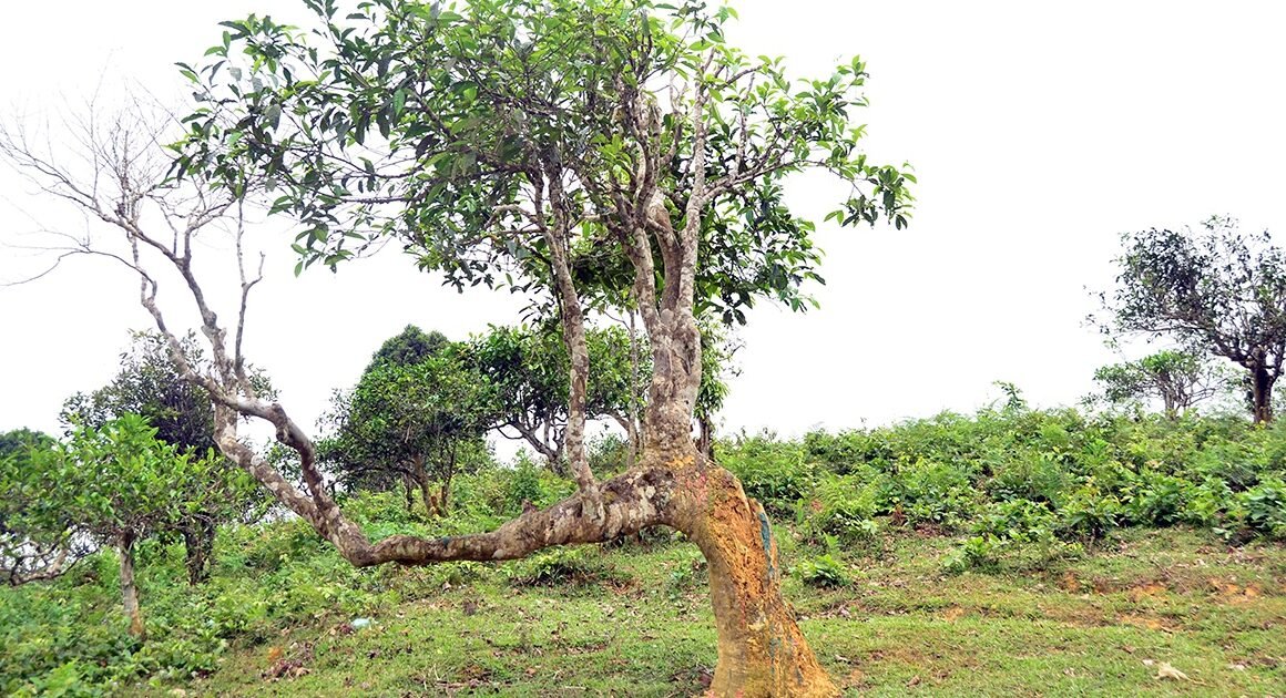 CHÂU TRÀ THẦN KỲ CỔ TÍCH PHẢI CHIẾU TAY TRƯỚC SỰ TẬN CÙNG CỦA SỢI GỌN!