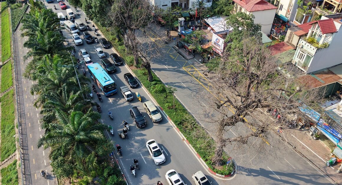 BA CÂY XÀ CỪ CỔ THỤ TRÊN ĐƯỜNG LÁNG BẤT THƯỜNG TRỤI LÁ, CẦN AI VẪN CHƯA GIẢI ĐÁP NGUYÊN NHÂN